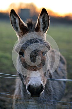 Grey Donkey Portrait