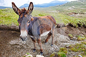 Grey donkey, portrait