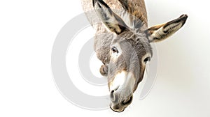 a grey donkey on white background is looking up