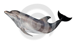 Grey doplhin isolated on white