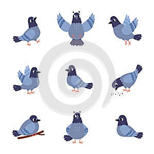 Grey Dove Bird with Wing and Beak in Different Pose Vector Set