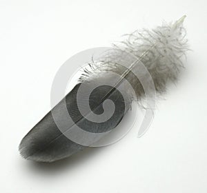 Grey Dove Feather