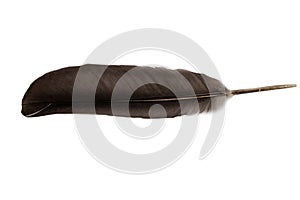 Grey dove feather on white background