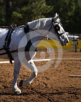 Grey draft horse