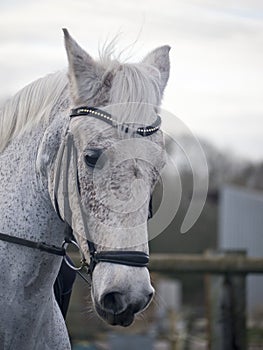 Grey dressage horse being ridden in a snaffle bridle