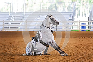 Grey dressage horse sitting