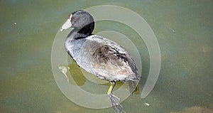 Grey duck with black head side view