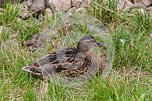 Grey duck Pacific black duck sitting on a meadow