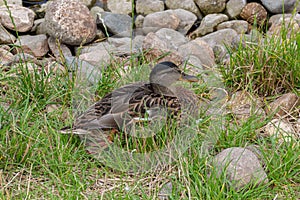 Grey duck Pacific black duck sitting on a meadow