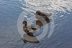 Grey duck Pacific black duck swimming in a pond