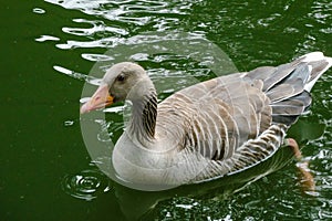 Grey duck swimming in the lake during daytime photo