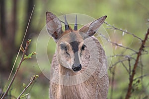 Grey Duiker