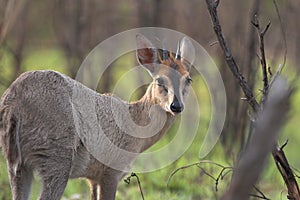 Grey Duiker