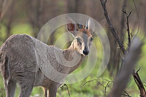 Grey Duiker photo