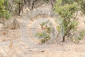 Grey Duiker in Kruger Park South Africa photo