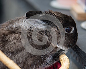 A grey dwarf bunny rabbit peeks out of a handmade African market basket.