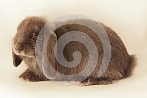 Grey dwarf coney isolated on a white background