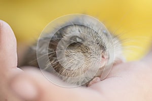 Grey dwarf hamster Gray Hamster macro, stands hairy, fur, stands