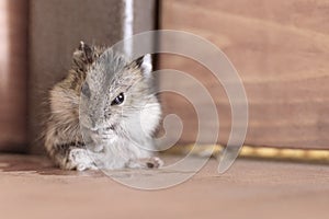 Grey dwarf hamster Gray Hamster macro, washed cleaned stands hairy, fur, stands