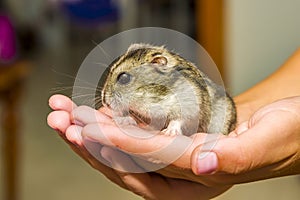 Grey dwarf hamster Gray macro, stands hairy, fur, ,