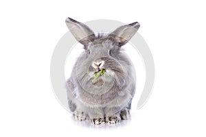 Grey dwarf rabbit