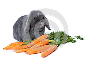 Grey dwarf rabbit with carrots isolated on white