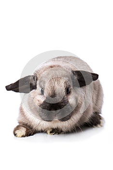 Grey dwarf rabbit on white