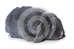 Grey dwarf rabbit on white