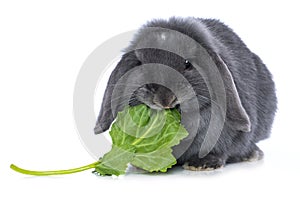 Grey dwarf rabbit with salad