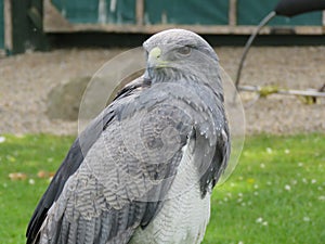 Grey Eagle Buzzard
