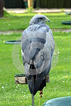 Grey Eagle Buzzard