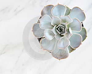 Grey Echeveria succulent on marble background