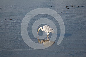 Grey egret