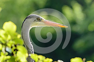 Grey Egret closeup