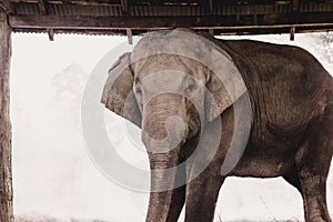 Grey Elephant Walking on Brown Dirt