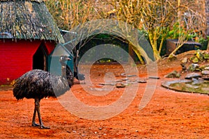 Grey emu bird having a walk in a colorful red - orange, natural, inhabited, zoo environment