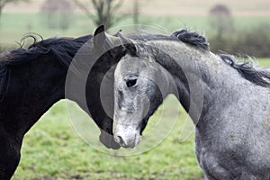 Grey English Thoroughbred and Bai French Trotter, Yearlings