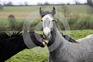 Grey English Thoroughbred Yearling and Bay French Trotter Yearling, Normandy