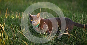 A grey evil cat with yellow eyes in the grass looks at the camera. Horizontal banner