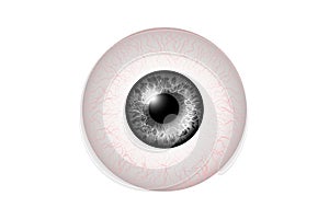 Grey Eye Realistic. Vector Illustration Of 3d Human Glossy Photo Realistic Eye shine and Reflection.