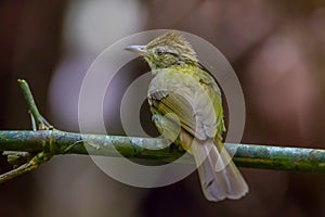 Grey-eyed Bulbul (Iole propinqua )