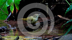 Grey-eyed Bulbul nature bird playing water