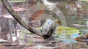 Grey-eyed Bulbul nature bird playing water