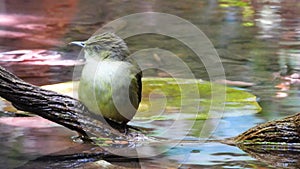 Grey-eyed Bulbul nature bird playing water