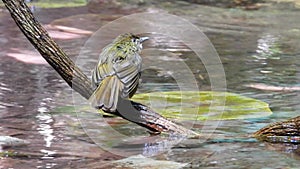 Grey-eyed Bulbul nature bird playing water