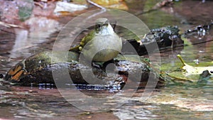 Grey-eyed Bulbul nature bird playing water