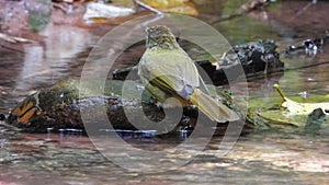 Grey-eyed Bulbul nature bird playing water
