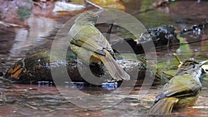 Grey-eyed Bulbul nature bird playing water