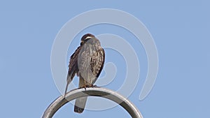 Grey-faced Buzzard Perching and Preening.