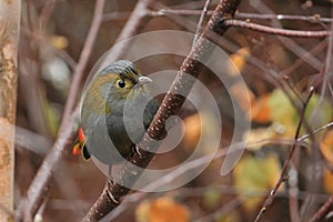 Grey-faced liocichla